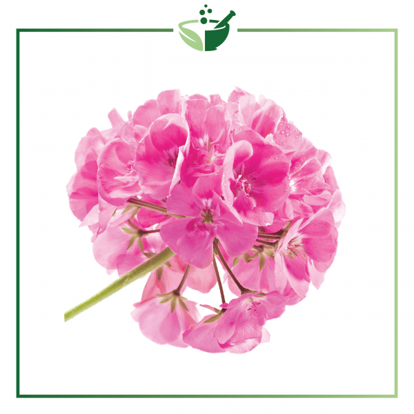 Rose Geranium Essential Oil-01
